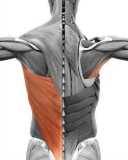 Latissimus Dorsi Insertion - Human Anatomy