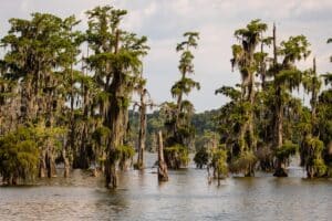 Louisiana Swamp